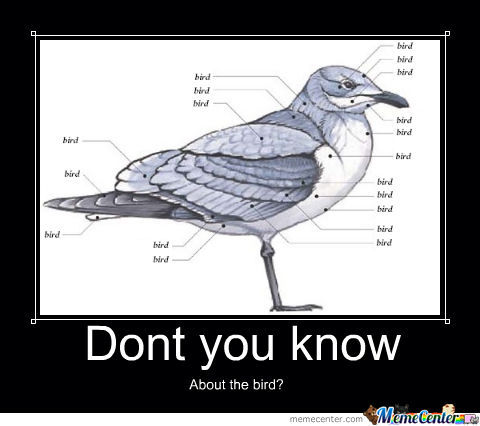 everybody-knows-that-the-bird-is-the-word_o_782823